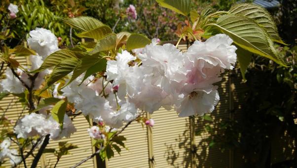 八重桜 八重桜の写真
