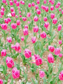 チューリップ 花,チューリップ,植物の写真素材