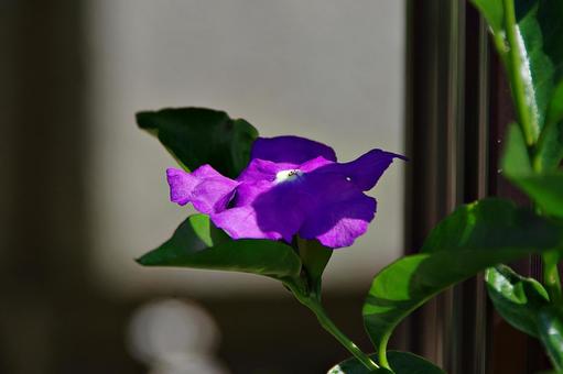 日を浴びるニオイバンマツリ 日を浴びるニオイバンマツリ ニオイバンマツリ,匂蕃茉莉,ナス科の写真素材
