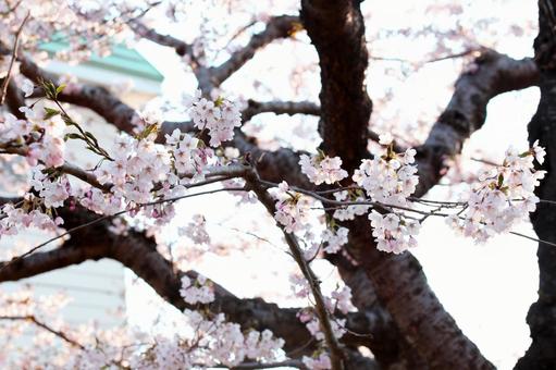 バランスの取れた枝に桜の花 バランスの取れた枝に桜の花の写真