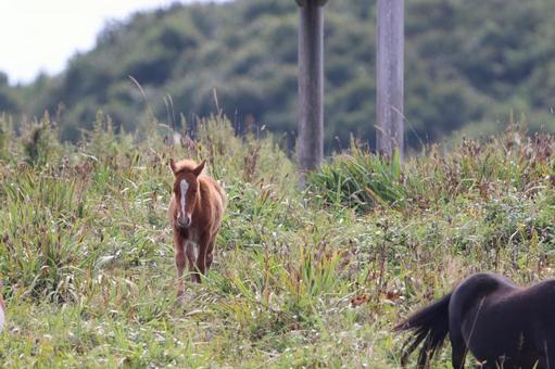 馬 可愛い,動物,生き物の写真素材