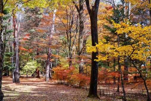紅葉 紅葉の写真