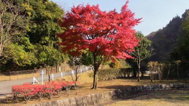 あいかわ公園秋の紅葉 あいかわ公園秋の紅葉の写真