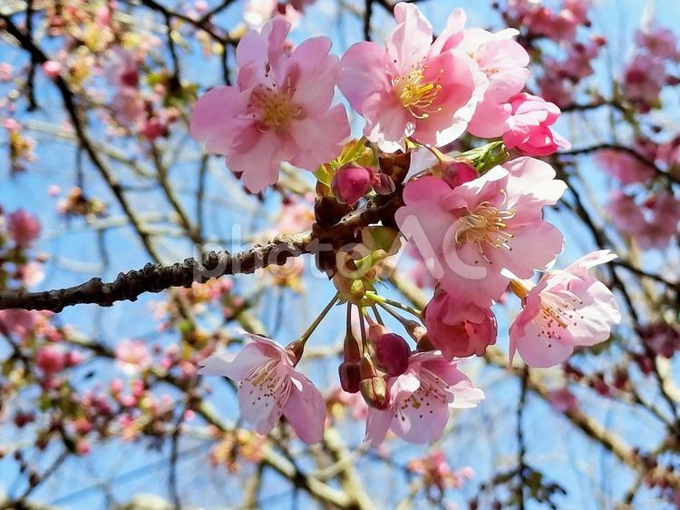 河津桜　静岡県沼津市井田にて 河津桜,春,井田の写真素材