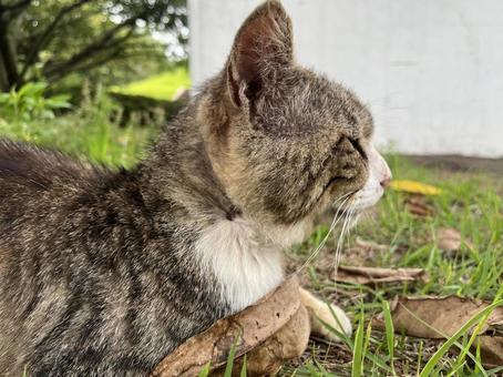 Stray cat profile, JPG