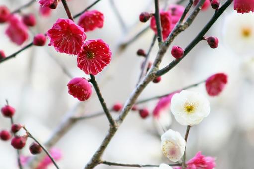 梅の花 梅,ピンク,梅林の写真素材