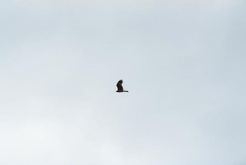 A black kite gracefully flying through the sky, JPG A black kite gracefully flying through the sky, JPG