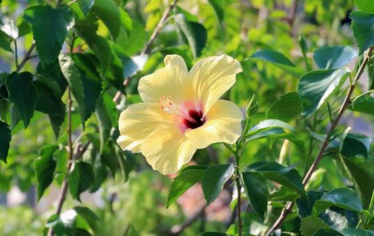黄色いハイビスカスの花 ハイビスカス,花,黄色の写真素材