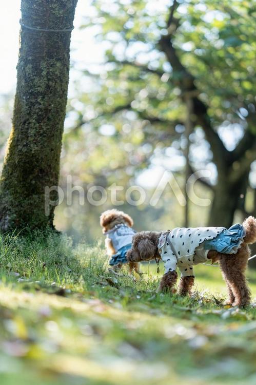 春の公園で散歩するトイプードル トイプードル,トイプー,パピーの写真素材
