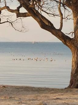 Photo, waterfowl, lake, natural, 