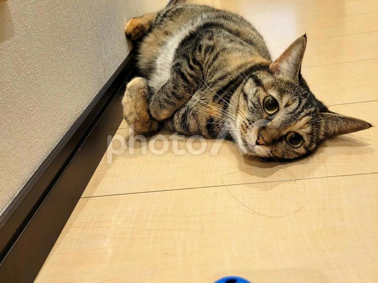 廊下で寝転ぶ猫 猫,キジトラ,動物の写真素材