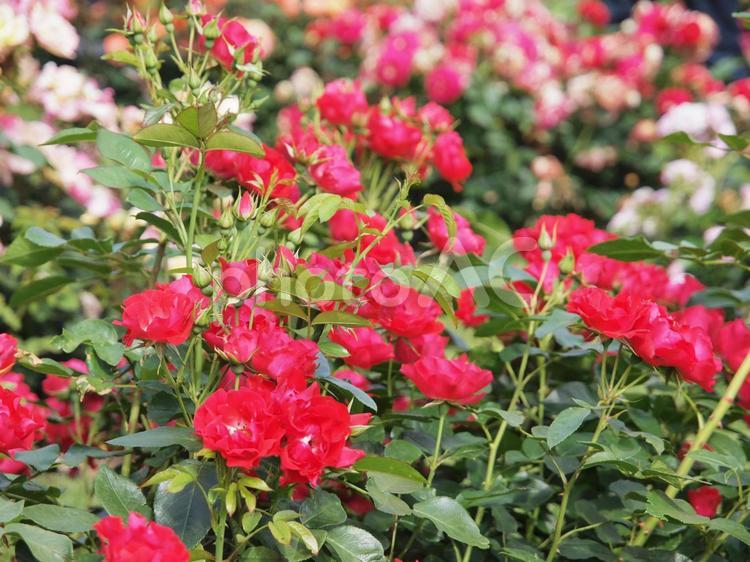 庭園の赤い薔薇　ドイツ バラ,薔薇,花の写真素材