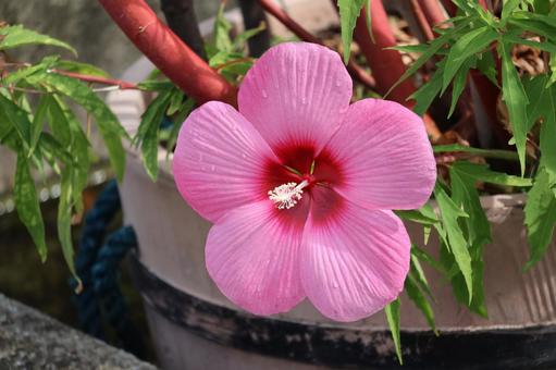 ピンクのタイタンビカスの花のアップ ピンクのタイタンビカスの花のアップの写真