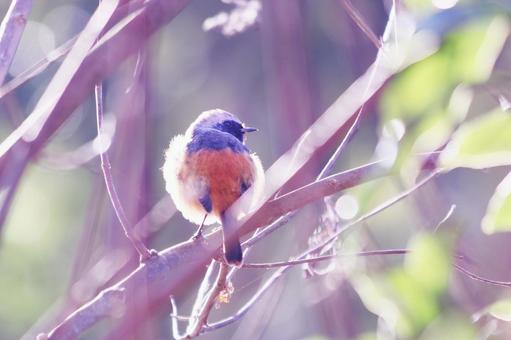 枝に止まるジョウビタキの雄 枝に止まるジョウビタキの雄 野鳥,ジョウビタキ,鳥の写真素材
