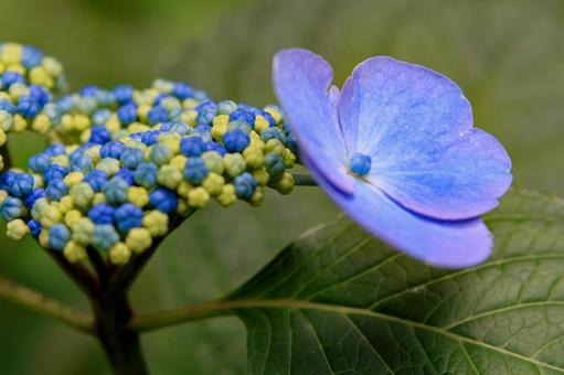 Hydrangea, JPG