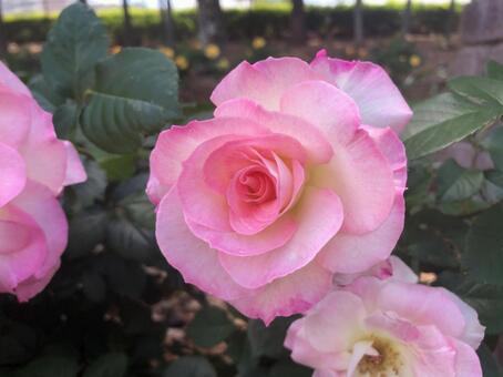 花壇のバラ 花,バラ,ピンクの写真素材