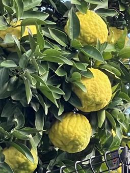 鬼柚子 柚子,鬼柚子,柑橘類の写真素材