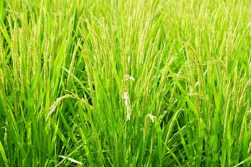夏の稲穂1 夏の稲穂1 稲,田んぼ,緑の写真素材