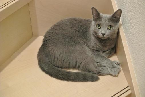 階段でくつろぐロシアンブルー 階段でくつろぐロシアンブルー ロシアンブルー,猫,catの写真素材