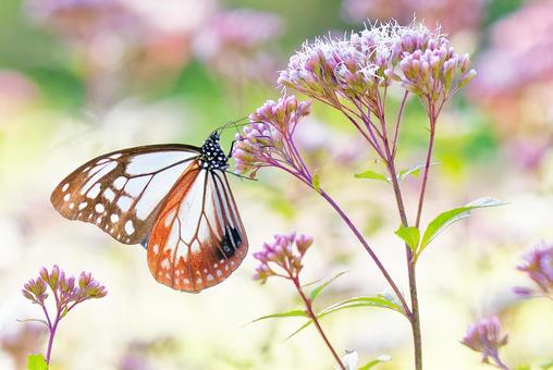 性標が目立つアサギマダラの雄 性標が目立つアサギマダラの雄 アサギマダラ,浅葱斑,渡り蝶の写真素材