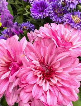 ピンクとパープル マム,アスター,キクの写真素材