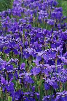 Image of flower garden in full bloom, JPG