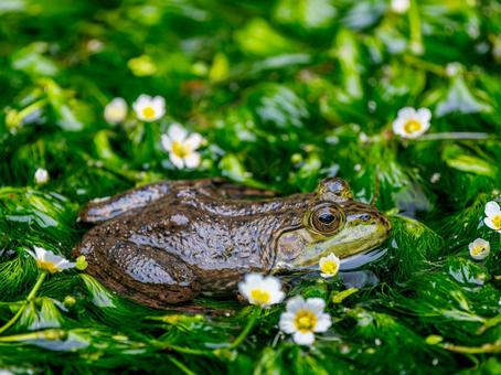 水辺のウシガエル 水辺のウシガエルの写真