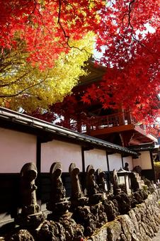 長円寺の紅葉 長円寺,茅野,紅葉の写真素材