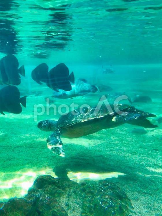 涼しげな水中を泳ぐ海亀 涼しい,水中,泳ぐの写真素材