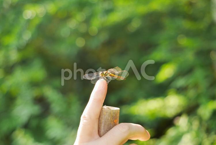 この指とまれ 自然,トンボ,昆虫の写真素材