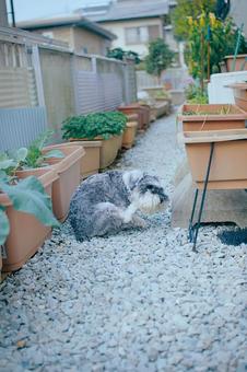 ミニチュアシュナウザー シュナウザー,ミニシュナ,犬の写真素材