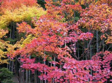 天龍寺 京都 天龍寺 京都の写真