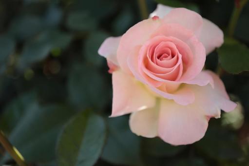 バラ園に咲く淡い色の薔薇を撮りました バラ園に咲く淡い色の薔薇を撮りましたの写真