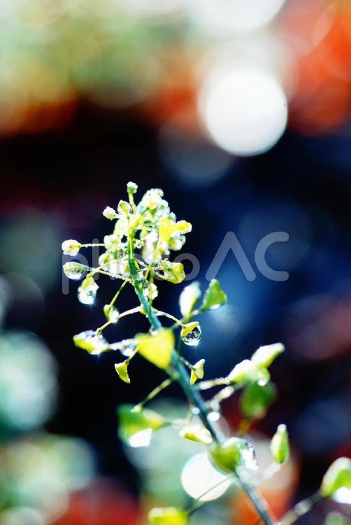 ぺんぺん草しずく 背景,花,ぺんぺん草の写真素材