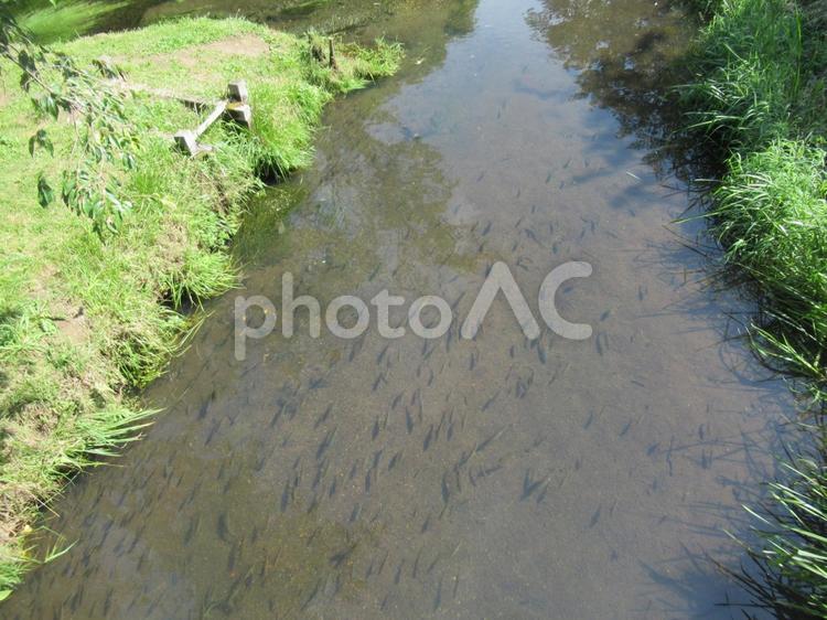 世界文化遺産の山梨県、忍野八海の風景 忍野八海,湧水群,湧水の写真素材