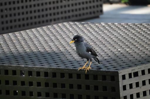 公園のベンチにとまるジャワハッカ 公園のベンチにとまるジャワハッカの写真
