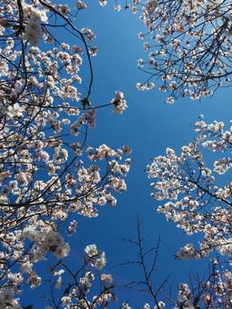 Cherry blossoms seen from below, JPG