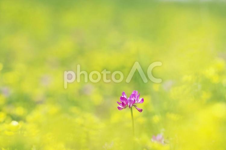一輪のレンゲソウ 花,れんげ草,春の写真素材