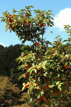 柿の樹 植物,果物,柿の写真素材