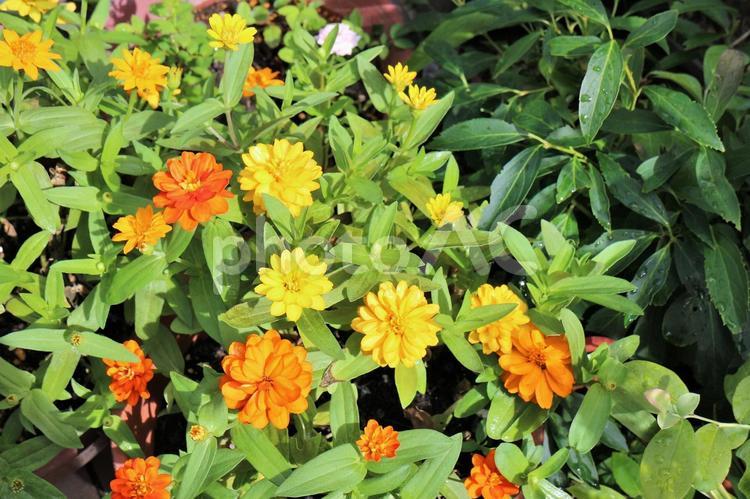 鮮やかな黄色とオレンジ色のジニア　夏の花 ジニア,夏の花,黄色い花の写真素材