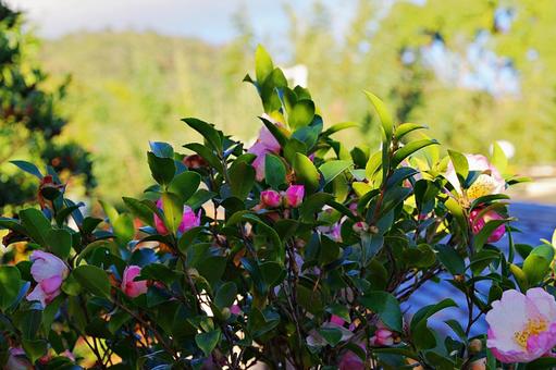 サザンカの咲きはじめ サザンカの咲きはじめ サザンカ,山茶花,花の写真素材