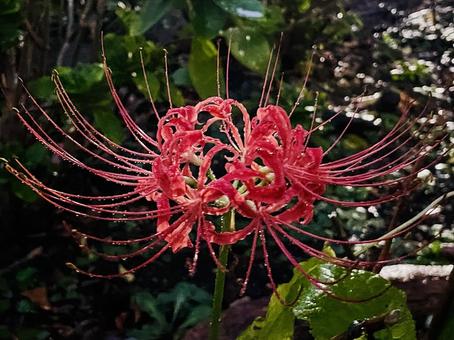 彼岸花 彼岸花 彼岸花,雨,雨粒の写真素材