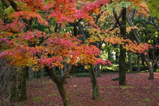 森の中に広がる紅葉の彩り 森の中に広がる紅葉の彩りの写真