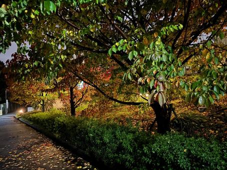 落ち葉の夜道2の写真