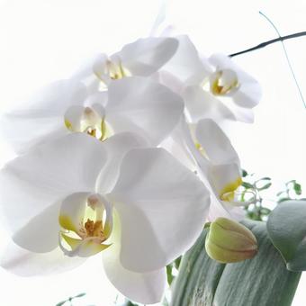 胡蝶蘭 胡蝶蘭 花,植物,自然の写真素材