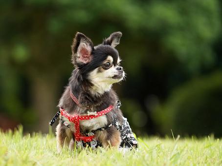 Photo, dog, chihuahuasa, a pet, 