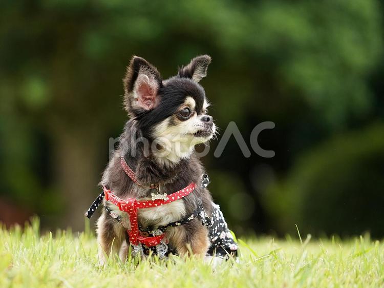 公園のお座りチワワ 犬,チワワ,可愛い犬の写真素材