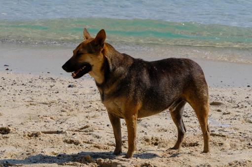 砂浜の犬 砂浜の犬の写真
