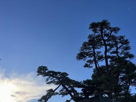 Photo, takamatsu city, yu algae park, pine tree, 