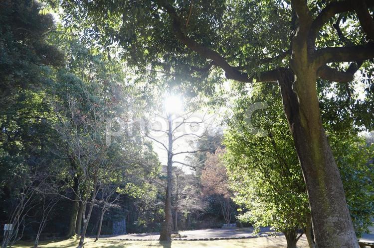 聳え立つ一本の木 晴天,木漏れ日,自然の写真素材